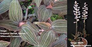 However, direct sunlight has a negative effect on the plant. Jewel Orchid Ludisia Discolor Care And Growing Guide