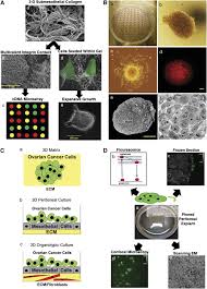 We also encourage you to. Epithelial Ovarian Cancer Experimental Models Oncogene