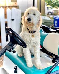 Red goldendoodle and apricot medium goldendoodles. English Teddy Bear Goldendoodles