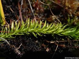Image result for Lycopodiella caroliniana
