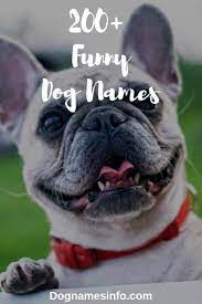 Funny Dog Names 2021 200 Hilarious Puppy Names You Never Seen