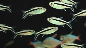 A Description Of Common Aquarium Fish Diseases Algone Aquarium Fish Fish Diy Fish Tank