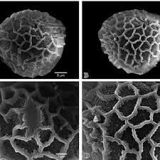 Image result for Impatiens gesneroidea