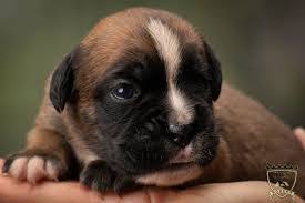 Boxer puppies are muscular and strong dog breeds and are extremely intelligent & adorable. 4 Best Boxer Breeders In Florida 2021 We Love Doodles