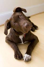 But before you go out and find your puppy, let's find out a bit more about this interesting mix. Portrait Of A Pet Mutt Chocolate Labrador Mix Dog By National Geographic Labrador Retriever Puppies Pets Cute Animals