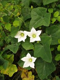 Image result for Coccinia