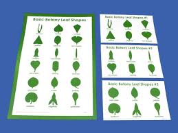 botany control charts wall chart for the leaf shapes