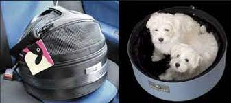 The only pet bed your furry friend will ever need. Sleepypod Mobile Pet Bed Pet Carrier Pet Car Seat For Dogs And Cats Petopia
