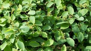 Image result for Seddera suffruticosa