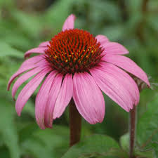 Image result for Echinacea purpurea `Magnus`