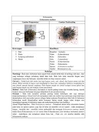 Maybe you would like to learn more about one of these? Echinometra Mathaei Tripneustes Gratilla
