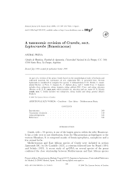 Image result for Crambe kilimandscharica