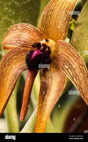 Image result for Bulbophyllum intertextum