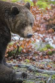 L'ours polaire préfère les espaces . froids de l'arctique mais se déplace aussi dans les régions limites de la toundra et de la taïga. Photo D Ours Tableau D Ours Editions Limitees Achat Vente