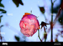 A rose by any other name, wouldn't be half as beautiful Stock Photo - Alamy