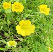 Image result for Pasaccardoa procumbens