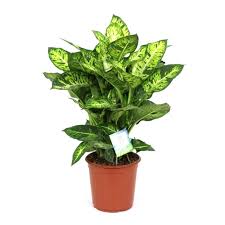 Dieffenbachia Seguine Tropic Jewel In Pot 24cm Sherries Estates