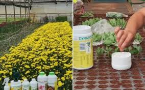 Image result for Brackenridgea zanguebarica