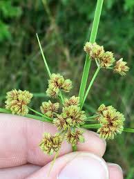 Image result for Cyperus deciduus