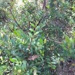 Image result for Aphloia theiformis