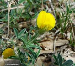 Image result for Argyrolobium stolzii