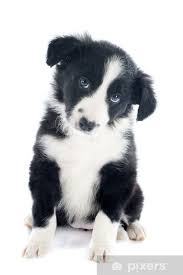 All Black Border Collie Puppy For Sale Fototapeta Stene Border Kolie Pixers Zijeme Pro Zmenu Border Collie Puppies Collie Puppies For Sale Collie Puppies