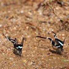 Bird Bouncing Golf Ball On Concrete Dragon Tail Butterflies Video In 2020 Nature Animals Animals Cute Animals