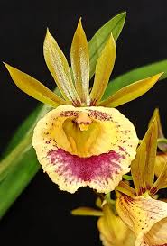 Image result for Polystachya bicarinata