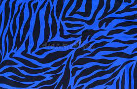 2020 popular 1 trends in home & garden, women's clothing, luggage & bags, novelty & special use with polyester fabric zebra print and 1. Texture Of Zebra Print Fabric Striped Stock Image Image Of Closeup Blue 51456003