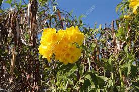 Yellow flowering trees can add plenty of interest to our landscape. Tropical Trees With Yellow Flowers Old Town San Diego California Stock Photo Picture And Royalty Free Image Image 92565335