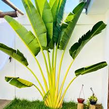 Image result for Ravenala madagascariensis