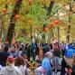 Halloween Forest