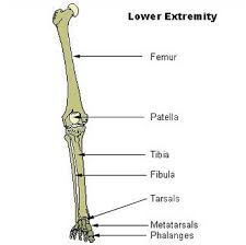 It is usually often called the calf bone, because it sits barely behind the tibia on the surface of the leg. Femur Lesson For Kids Definition Facts Study Com