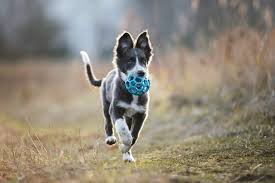 Allerdings sind beginn und dauer der pubertät je nach rasse unterschiedlich. Pubertat Beim Hund Darauf Mussen Sie Achten Zooplus