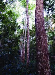 Image result for Dalbergia nitidula