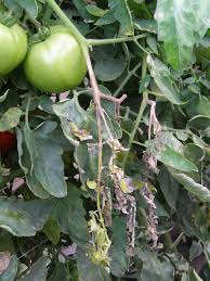 Image result for tomato seedling botrytis