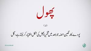 Phool Flower Urdu Word Of The Week Youtube