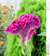 Photo About Celosia Cristata Genus Celosia Commonly Known As Cockscomb It Is Called Chi Kuan In China And Crea Unique Flowers Rare Flowers Beautiful Flowers