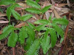 Image result for Dicranopteris linearis
