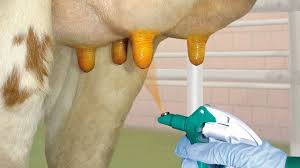 DAIRY COW UDDER CARE Know the basics to avoid problems. Before and After  Milking Your cow's udder should be cleaned, teats and all, before you begin  milking her and then again when