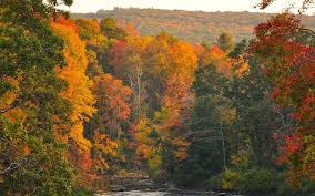 Image result for Natural Yellow 2000 Fleet