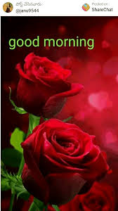 We did not find results for: Good Morning Red Rose Gif Images