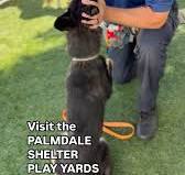 LOS ANGELES PALMDALE SHELTER Who’s your fave? Super cool dogs waiting for  new homes! Come by and visit 😍 #A5712054 Luna #A5714800 Laugh A  Lot#A5714833 Superstar#A5709421 Pawlmer#A5714473 ...
