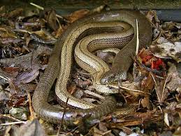 These legless lizards are also sometimes called common slowworms. Lars E V Reptilien In Bayern Blindschleiche