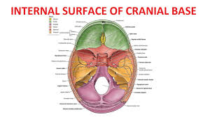 Maybe you would like to learn more about one of these? Internal Surface Of Base Of Skull Youtube