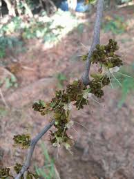 Image result for Grewia micrantha