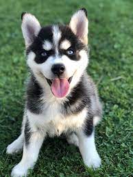 Ohsocute Pomskies These Adorable Sweet Friendly Blueeyed Pomsky Puppies Are Ready To Be Your Furbuddy Forever Pomsky Puppies Puppies Pomsky Dog