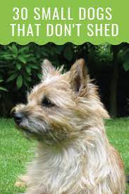 30 Small Hypoallergenic Dogs That Don T Shed Barking Royalty Dog Breeds That Dont Shed Small Dog Breeds Low Shedding Dogs