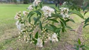 Image result for Vernonia amygdalina