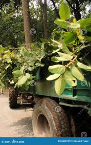 Image result for Bridelia ferruginea